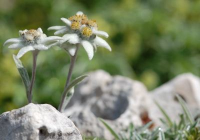 alpin Flore-Alpe Botanical Garden