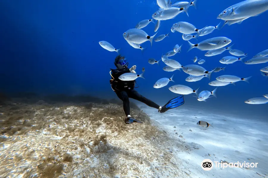 Neptunes Diving Malta