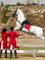 The South African Lipizzaners