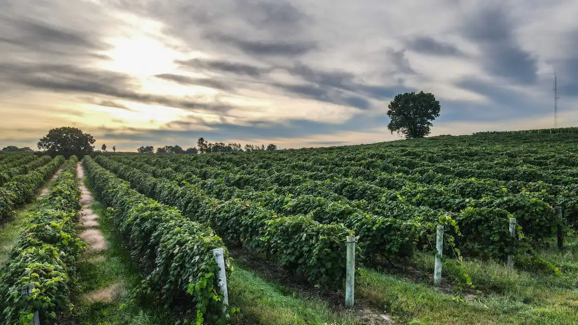 Hotels near Leigh’s Garden Winery