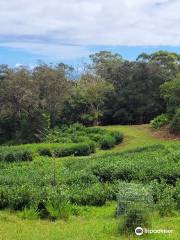 Mauna Kea Tea