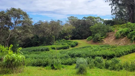 Mauna Kea Tea