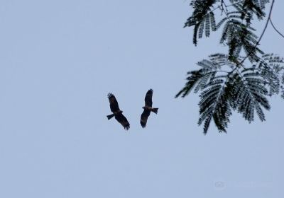 Okhla Bird Sanctuary