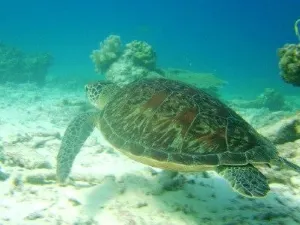 Diving in Koh Lipe
