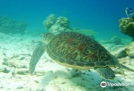 Diving in Koh Lipe