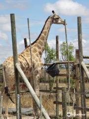 Giraffe House Wildlife Awareness Centre