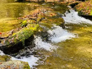 Short Springs Natural Area