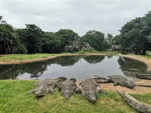 Crocworld