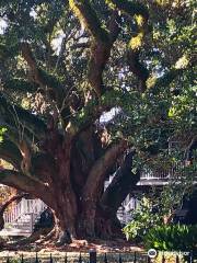 "Seven Sisters Oak"