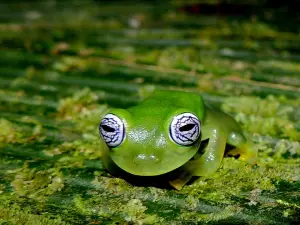 Frogs Heaven
