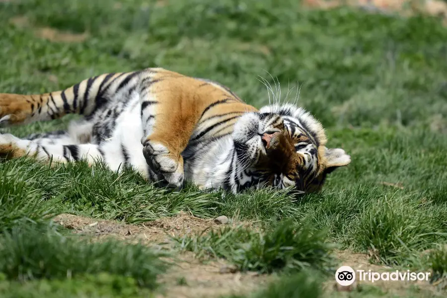 National Tiger Sanctuary