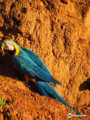 Colorado Macaw Clay Lick