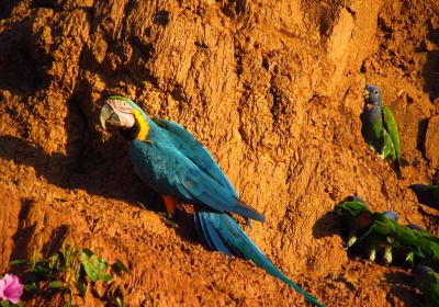 Colorado Macaw Clay Lick