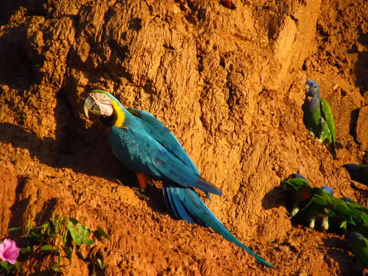 Hôtels à : Province de Tambopata