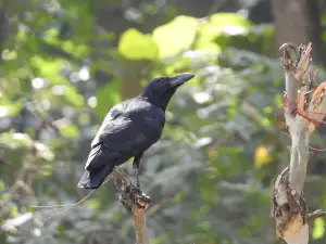 Kalesar National Park
