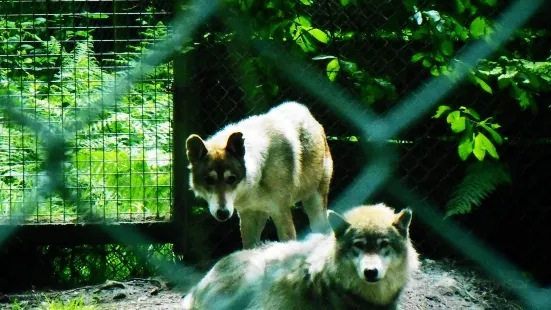Lupi-Les Loups de Coat Fur