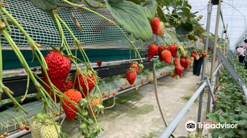 Tateyama Strawberry Picking Center