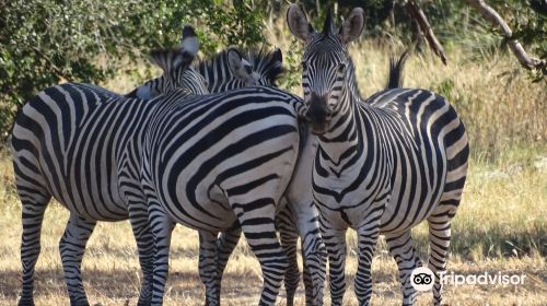 African Safari Experience