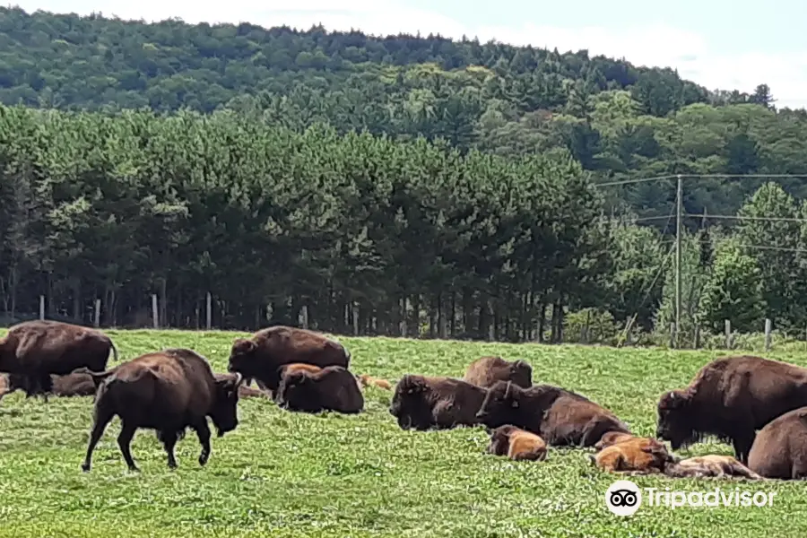 La Terre des Bisons