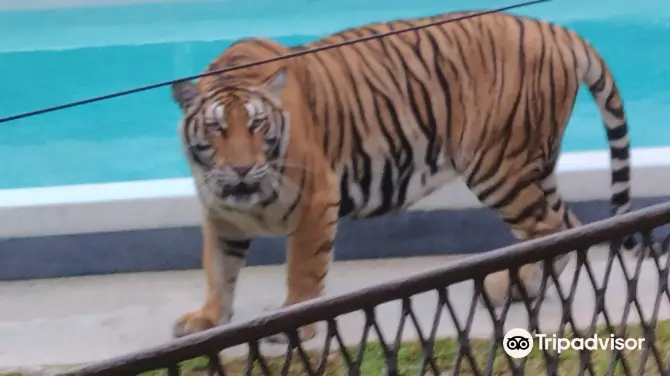 4_Tiger PARK Phuket