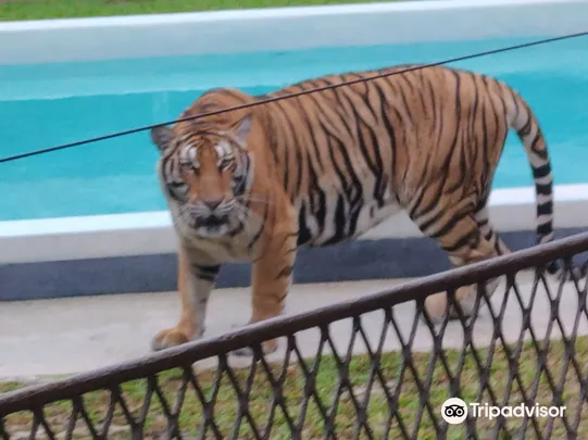 4_普吉老虎公園