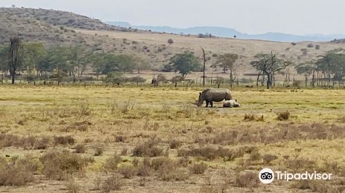 Chalkoko Safaris