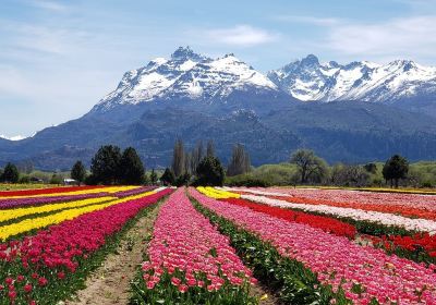 Campo de Los Tulipanes