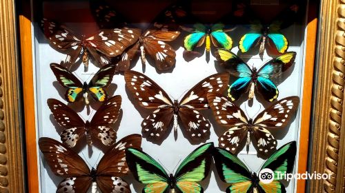 Natur-Museum Luzern