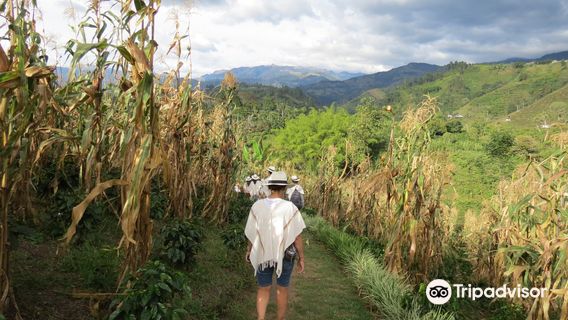 Finca Buenos Aires Coffee Tour & Coffee Shop