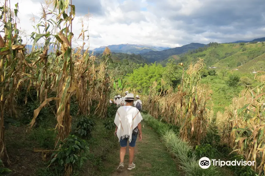 Finca Buenos Aires Coffee Tour & Coffee Shop