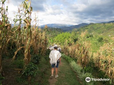 Finca Buenos Aires Coffee Tour & Coffee Shop
