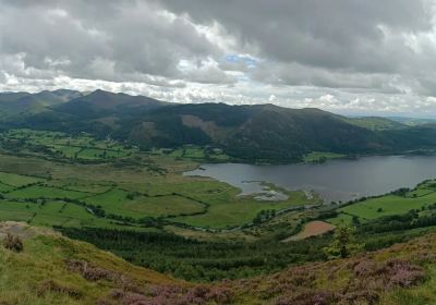 Whinlatter Forest