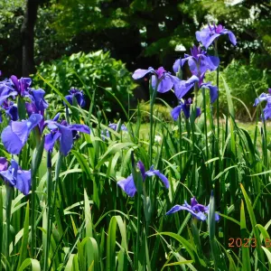 城北菖蒲園