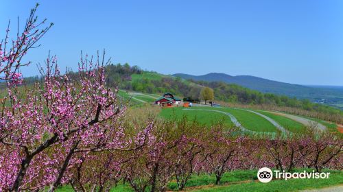 Carter Mountain Orchard and Country Store