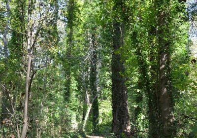 Chesapeake Arboretum