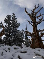 Bristlecone Trails