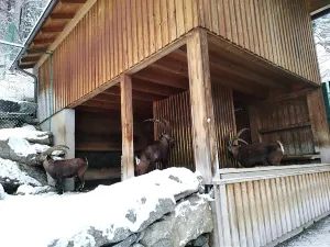 Alpenzoo Innsbruck - Tirol