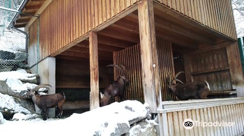 阿爾卑斯山動物園