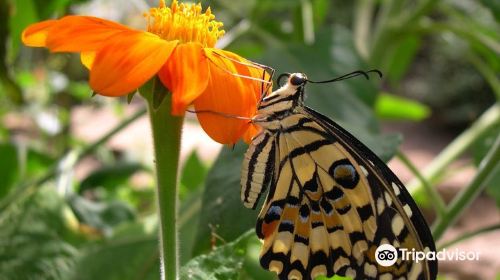 Stratford Butterfly Farm