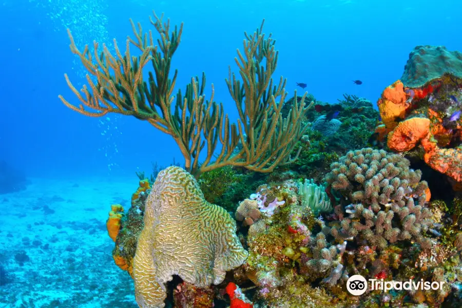 Taganga Diving Station