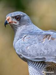 North Somerset Bird Of Prey Centre