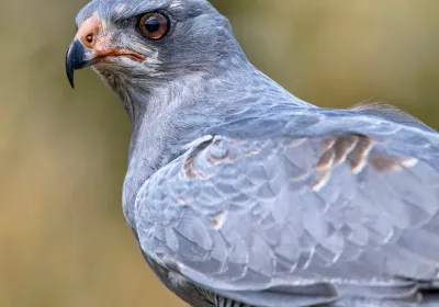 North Somerset Bird of Prey Centre