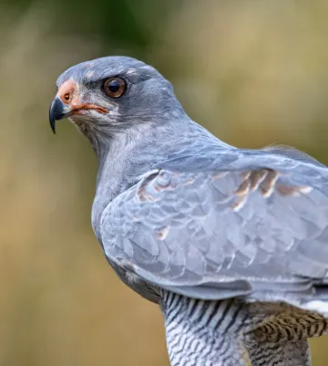 North Somerset Bird of Prey Centre