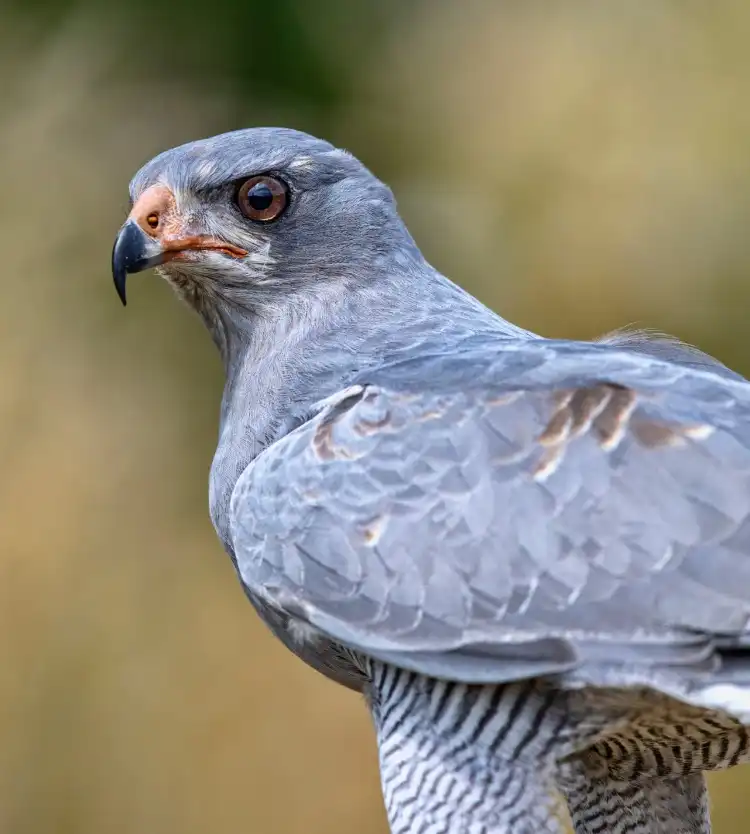 Hotels near North Somerset Bird Of Prey Centre
