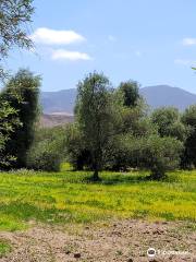 Olivos Centenarios