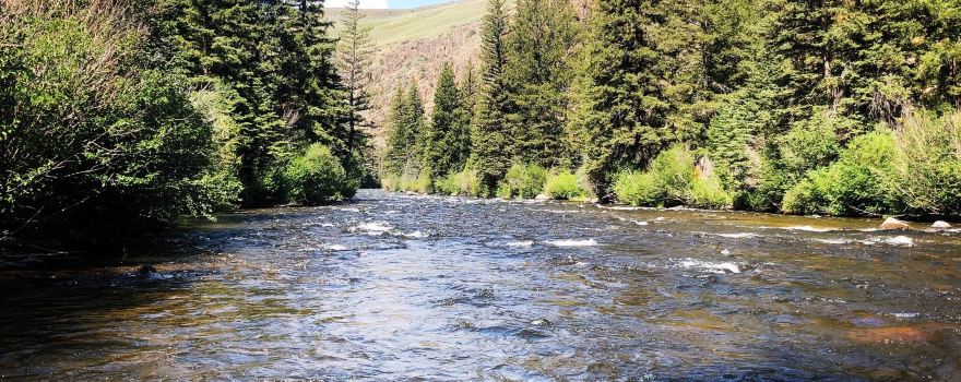 Gunnison National Forest