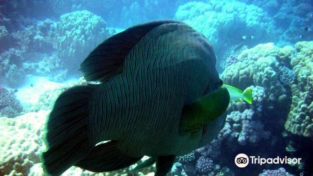 Funnydivers Diving Center, Hurghada Egypt, Tuchen Hurghada, tauchkurs, diving course , padi 5 start dive center in Hurghada