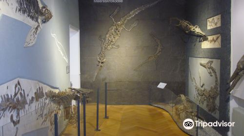 The Paleontological Collection of the University of Tübingen