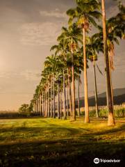 Hacienda Ron Santa Teresa