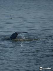 Dolphin & Nature Tour